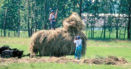 Подреждане на сено