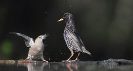 Черешарка и обикновен скорец