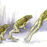 Жабешки скок