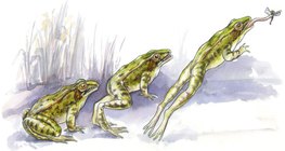 Жабешки скок