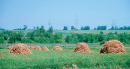 Бали сено