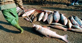 Риби, умрели вследствие на замърсяването на Тиса с циан през 2000 година