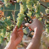 Бране на грозде