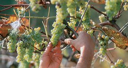 Бране на грозде