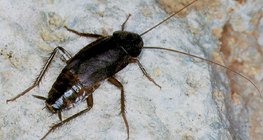 Обикновена хлебарка