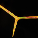 Скелетни спикули на гъба (Leuconia solida)