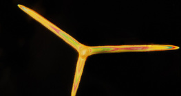 Скелетни спикули на гъба (Leuconia solida)