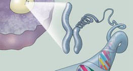 Структурата на ДНК