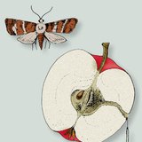 Ябълков плодов червей