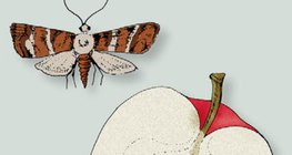 Ябълков плодов червей