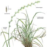 Az angolperje felépítése