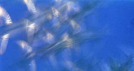 Летящи птици