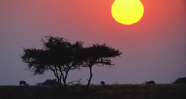 Изгрев над саваната