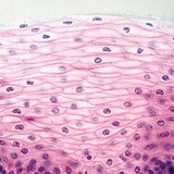 Многопластов, незадебелен епител