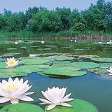 Водна лилия