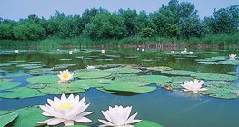 Водна лилия