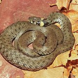 Жълтоуха водна змия