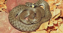 Жълтоуха водна змия