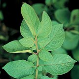 Листата на катофеното растение