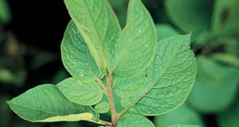 Листата на катофеното растение