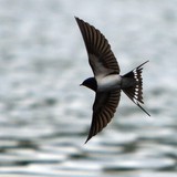 Селска лястовица