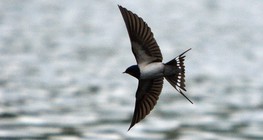 Селска лястовица