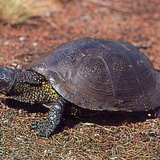 Европейска блатна костенурка