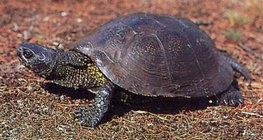 Европейска блатна костенурка