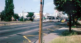 Дърво до тротоара