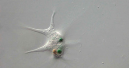 Гигантска амеба поглъща бактерия