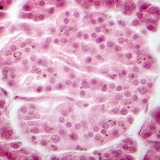 Панкреас (изображение с фазов контраст) - клетките на Лангерхансовите острови са по-бледи