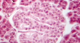 Панкреас (изображение с фазов контраст) - клетките на Лангерхансовите острови са по-бледи