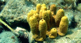 Водна гъба с варовиков скелет