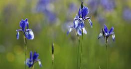 Сибирски ирис