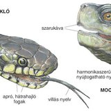 A mocsári teknős és a vízi sikló összehasonlítása