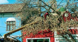 Подрязване на дървета