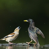 Черешарка и обикновен скорец