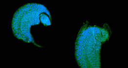Ларва на смокинова оса, която се развива в какавида на плодова мушица като паразит