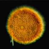 Гемула на гъба (Spongilla lacustris)