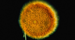 Гемула на гъба (Spongilla lacustris)