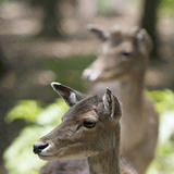 Благороден елен