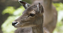 Благороден елен