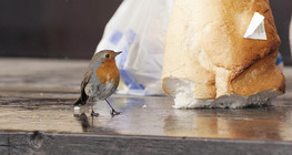 Червеногръдка