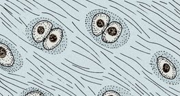 Хрущялната тъкан