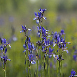 Сибирски ирис