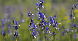 Сибирски ирис