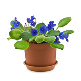 Горска теменуга (виолетка)