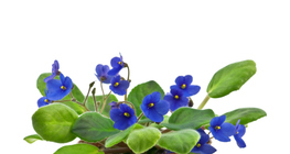 Горска теменуга (виолетка)