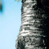 Кората на черешовото дърво