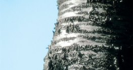 Кората на черешовото дърво